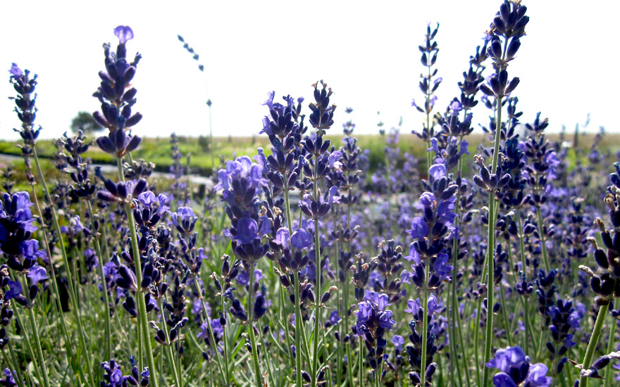 Lavendel „Bleue Velours Paul“ (Pflanze)