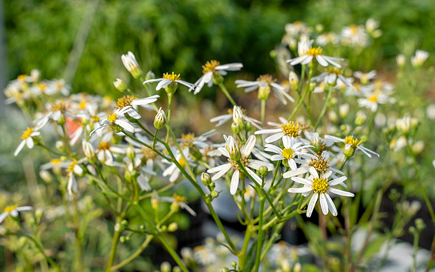 Koreanische Aster, Chwinamul (Saatgut)