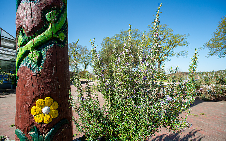 Rosmarin 'Gorizia' (Pflanze)