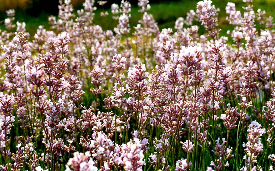 Lavendel, rosa blühend (Saatgut)