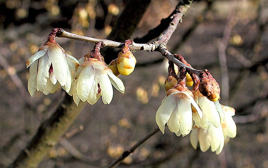 Chinesische Winterblüte (Pflanze)