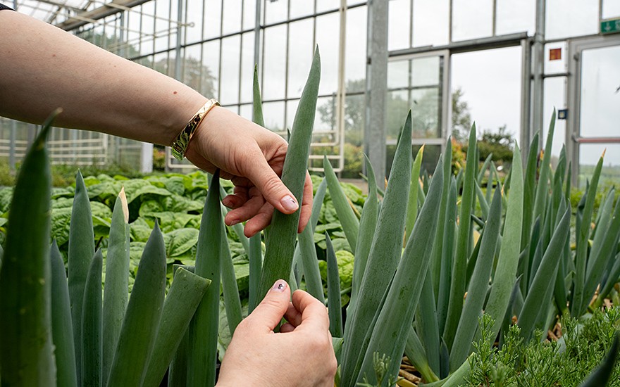 Japanischer Lauch &#039;Shimonita&#039; (Saatgut)