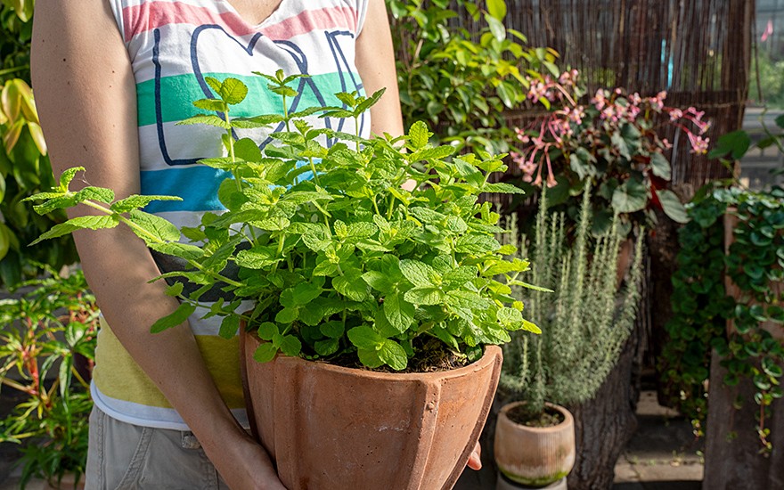 Eukalyptus-Minze (Pflanze)