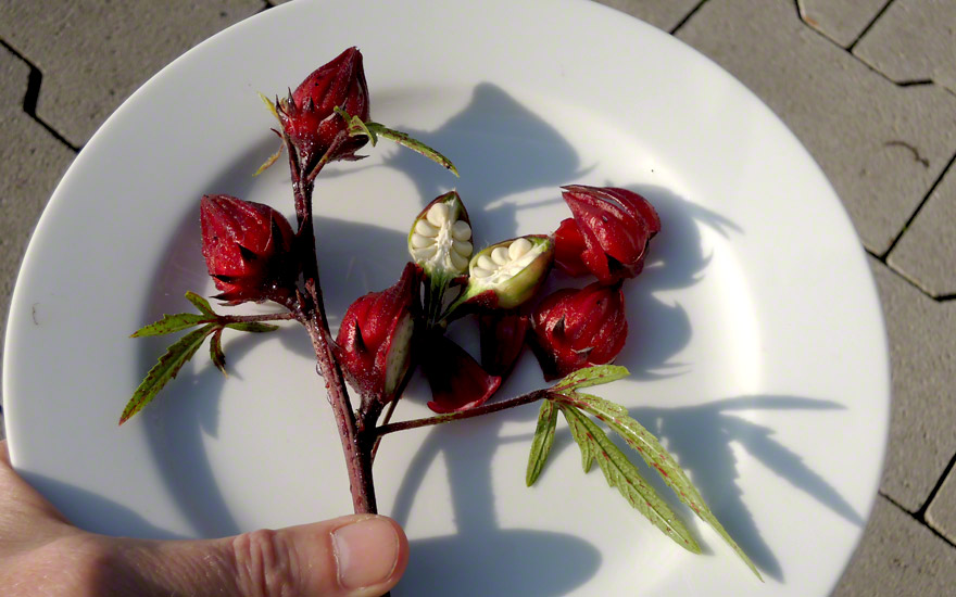 Hibiskustee, Roselle (Saatgut)