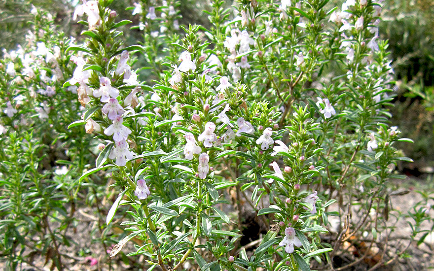 Bergbohnenkraut, hoch (Pflanze)