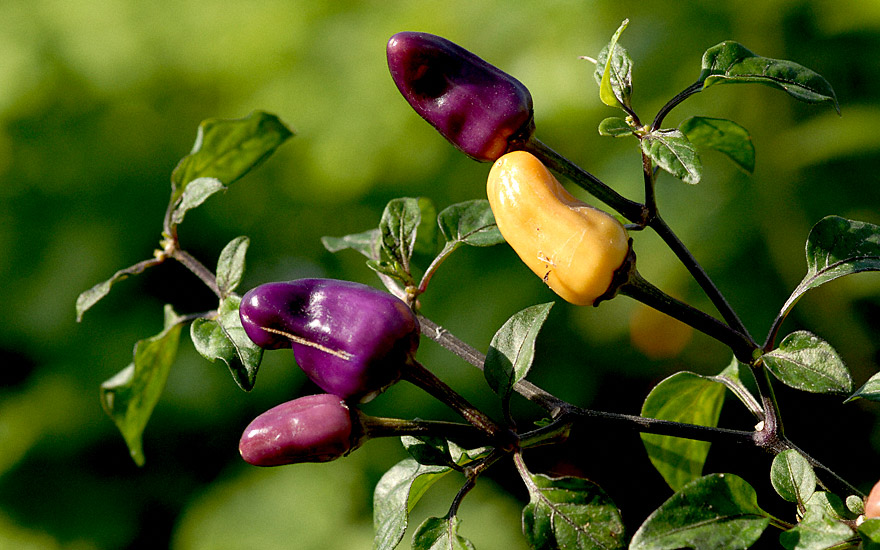 species schönes Farbspiel 10+10 Samen Bio Ecuador purple Chili sehr selten Cap