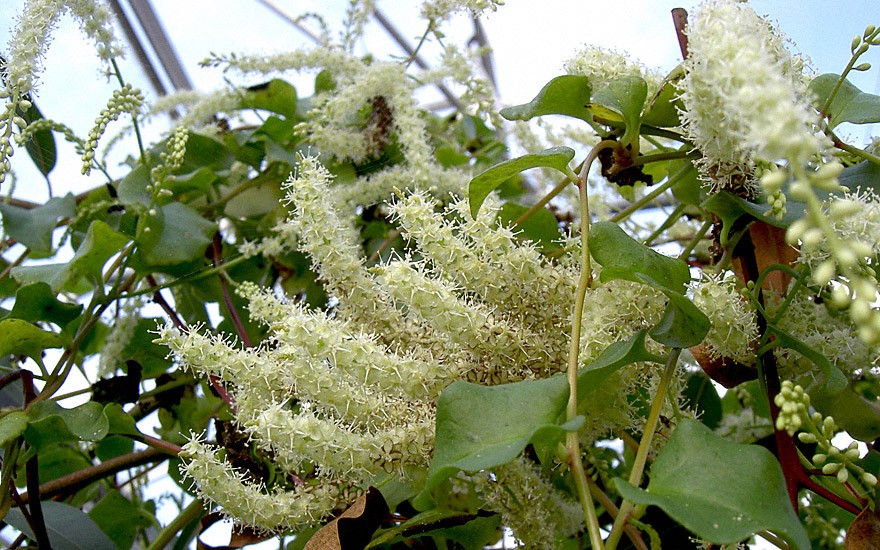 Peru-Portulak (Pflanze)