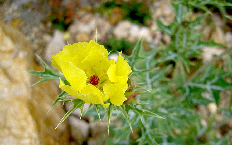 Stachelmohn, mexikanisch (Saatgut)