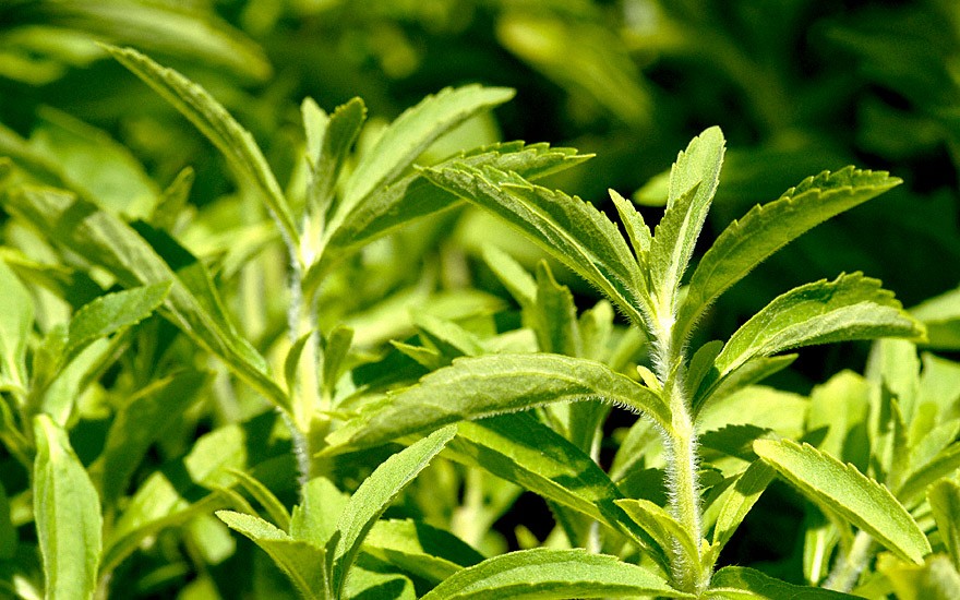 Stevia 'Zuckerhut' (Pflanze)