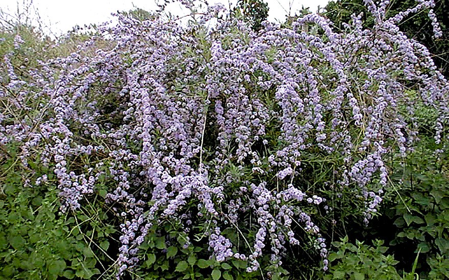 Hängender Sommerflieder (Pflanze)