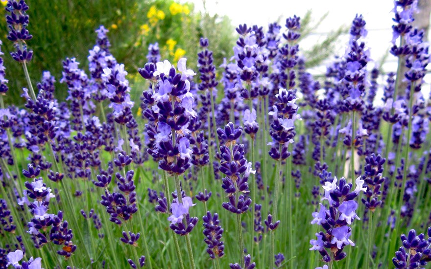 Lavendel Contrast Pflanze Lavendel Labkraut Lungenkraut 