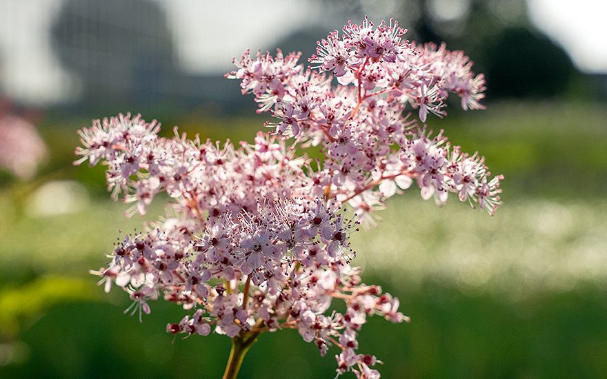 Prärie-Mädesüß (Pflanze)