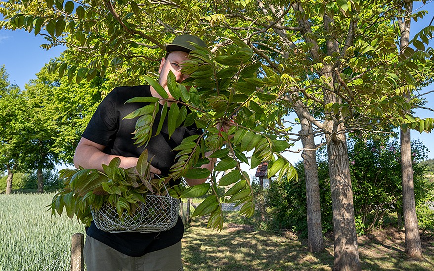 Chinesischer Gemüsebaum (Pflanze)
