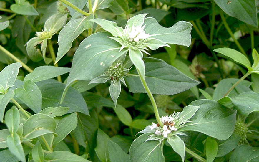 Cherokee-Bergminze (Pflanze)