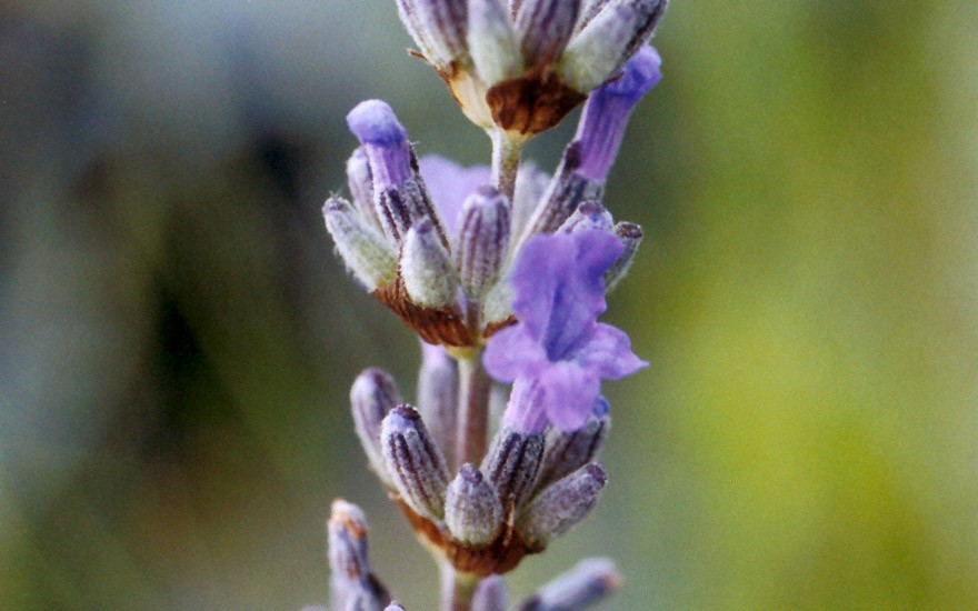 Provence-Lavendel 'Grosso' (Pflanze)