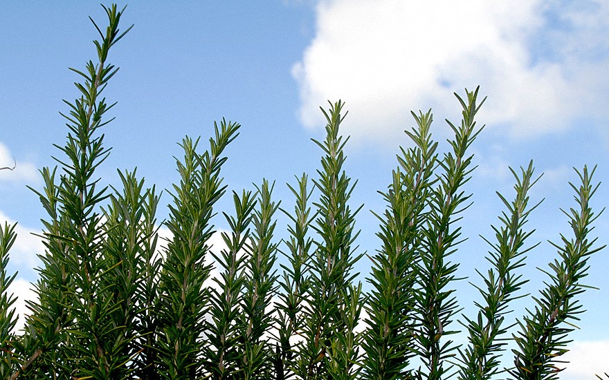 Rosmarin 'Blauer Toskaner' (Pflanze)