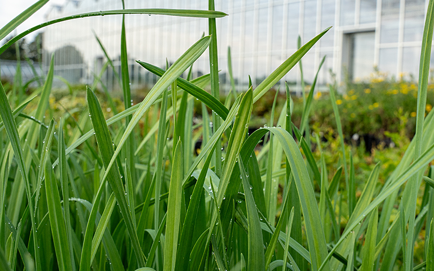 Ewiger Lauch (Pflanze)