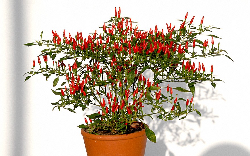 Mini-Chili (Bonsai-Chili) (Pflanze)