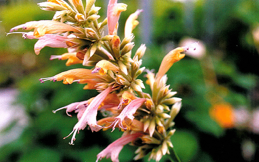 Agastache 'Champagne' (Pflanze)