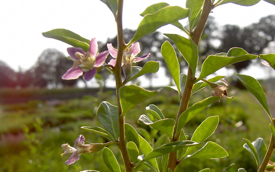 Goji-Beere 'Big Lifeberry' (Pflanze)