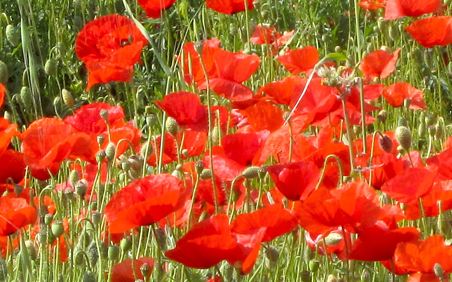 Feldmohn (Saatgut)