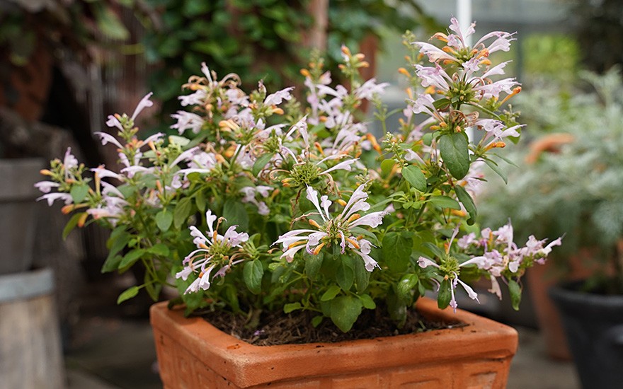 Agastache 'Arizona Sunset' (Pflanze)