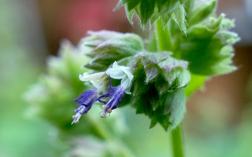 Indisches Patchouli, weiss (Pflanze)
