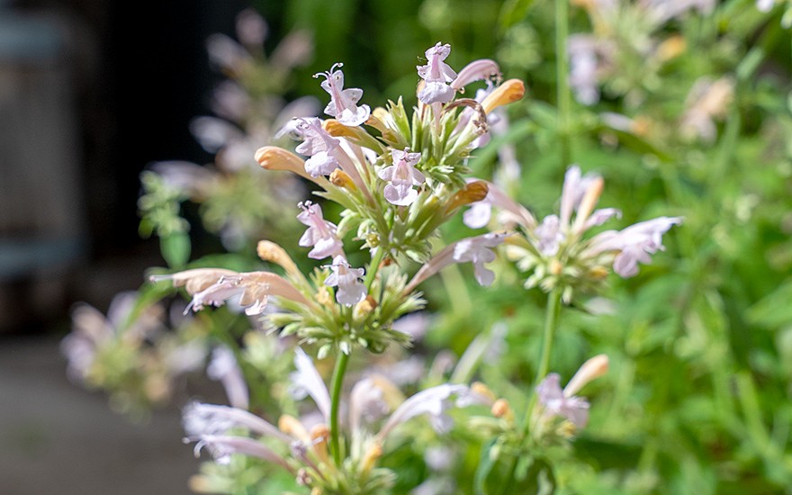 Agastache 'Champagne' (Pflanze)