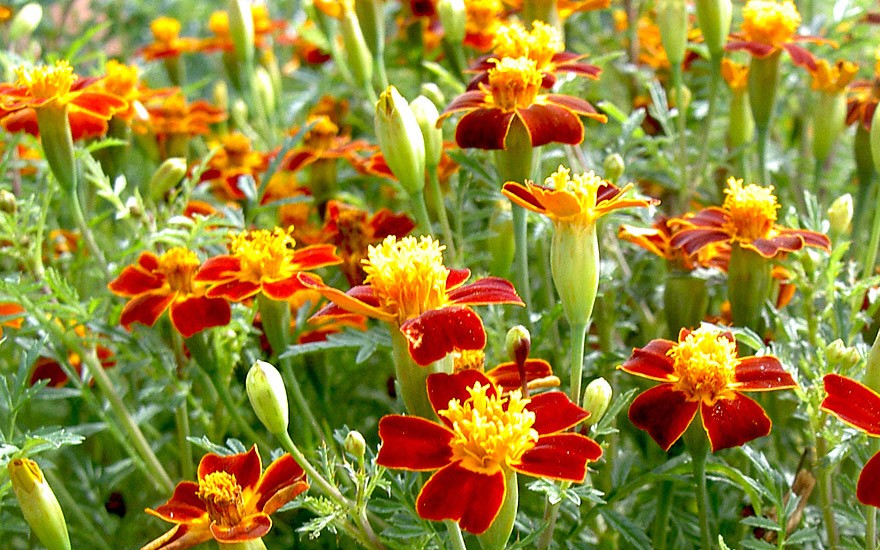 Gewürztagetes, rot blühend (Saatgut)