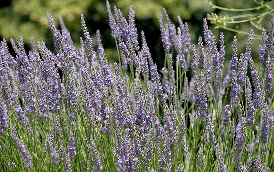 Lavendel 'Maillette' (Pflanze)