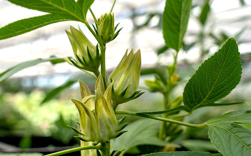 Weißer Bissap (Grüner Hibiskus) (Saatgut)