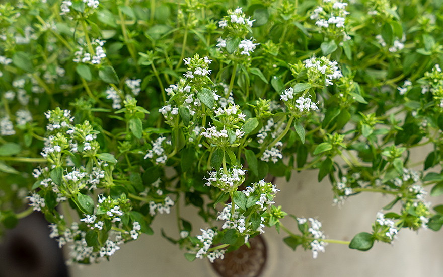 Thymian 'Summerdreams®' Spicy (Pflanze)