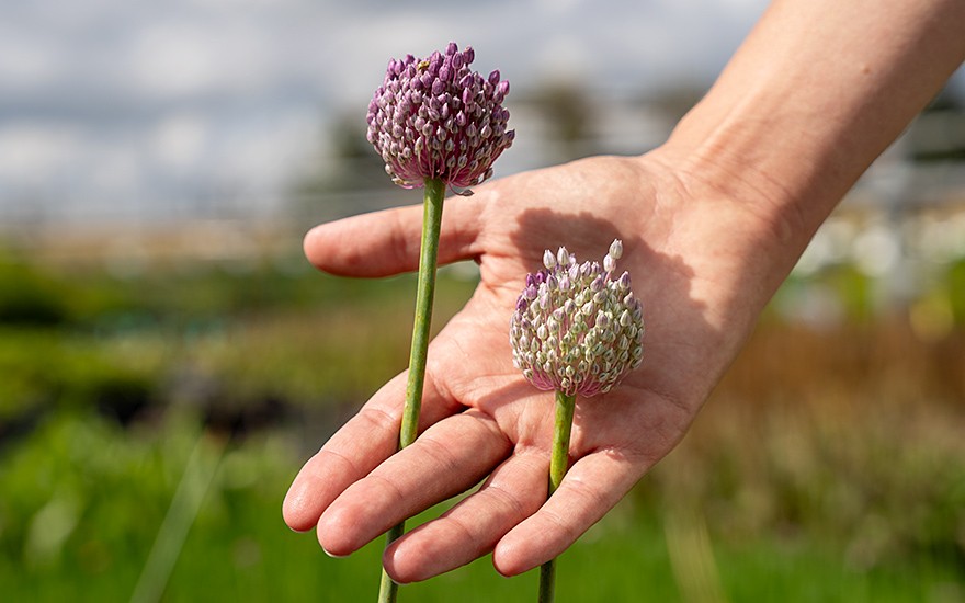 Ewiger Lauch (Pflanze)