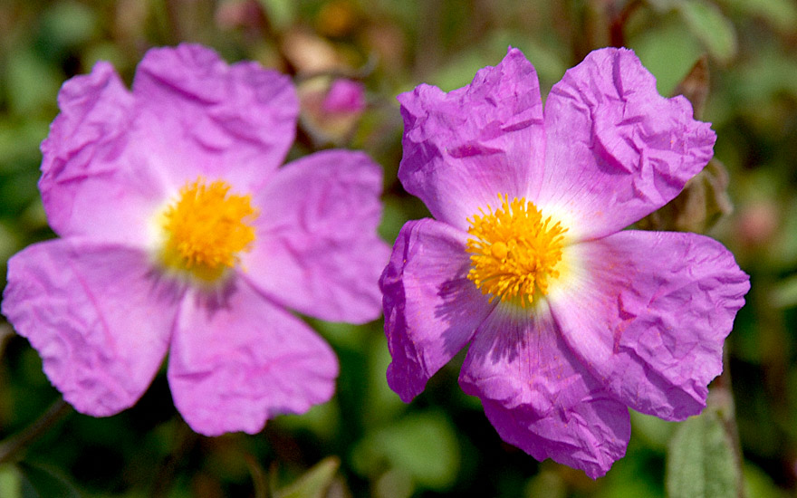 Cystus®, Cistus-Tee (Pflanze)