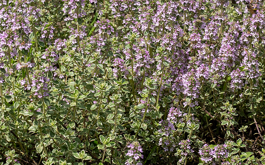 Zitronenthymian, weißbunt (Pflanze)