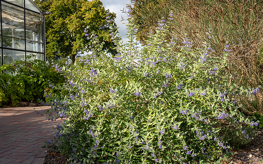 Bartblume (Pflanze)
