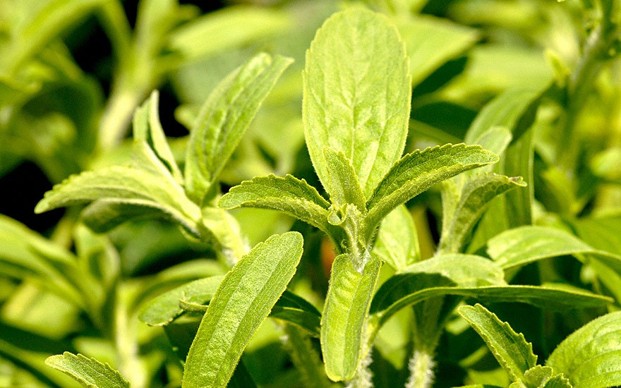 Stevia 'Stepa' (Pflanze)