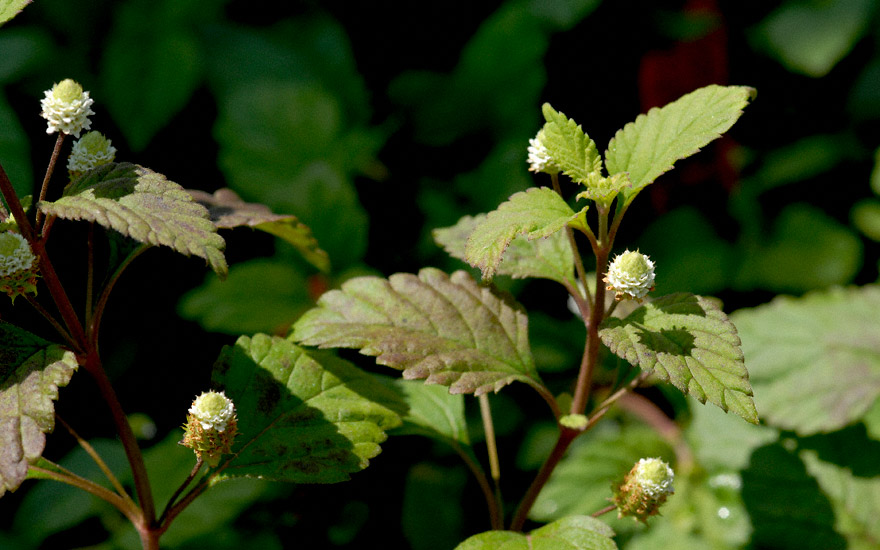 Aztekisches Süßkraut (Saatgut)