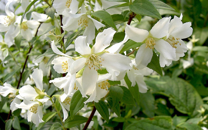 Pfeifenstrauch, aufrecht (Bauernjasmin) (Pflanze)