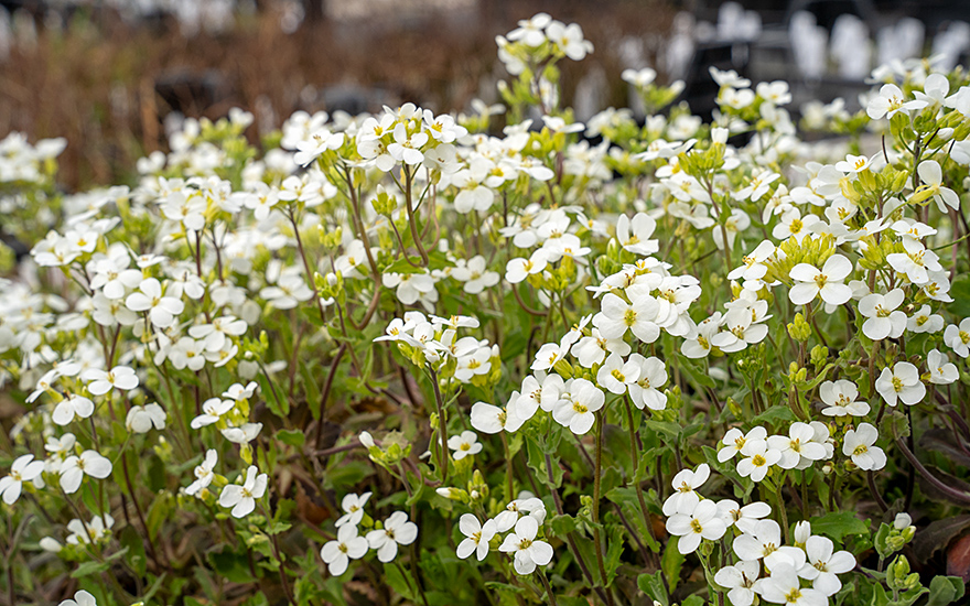 Alpenkresse (Pflanze)