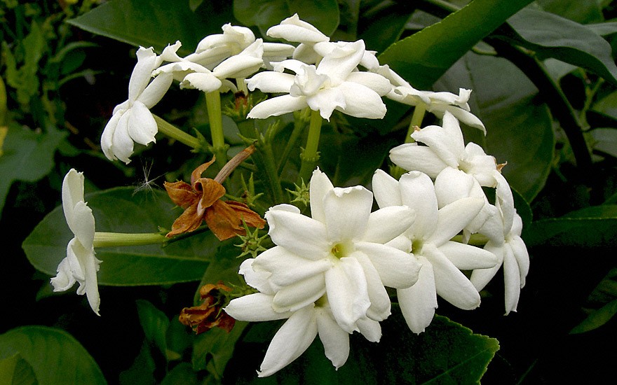 Arabischer Jasmin (Pflanze)
