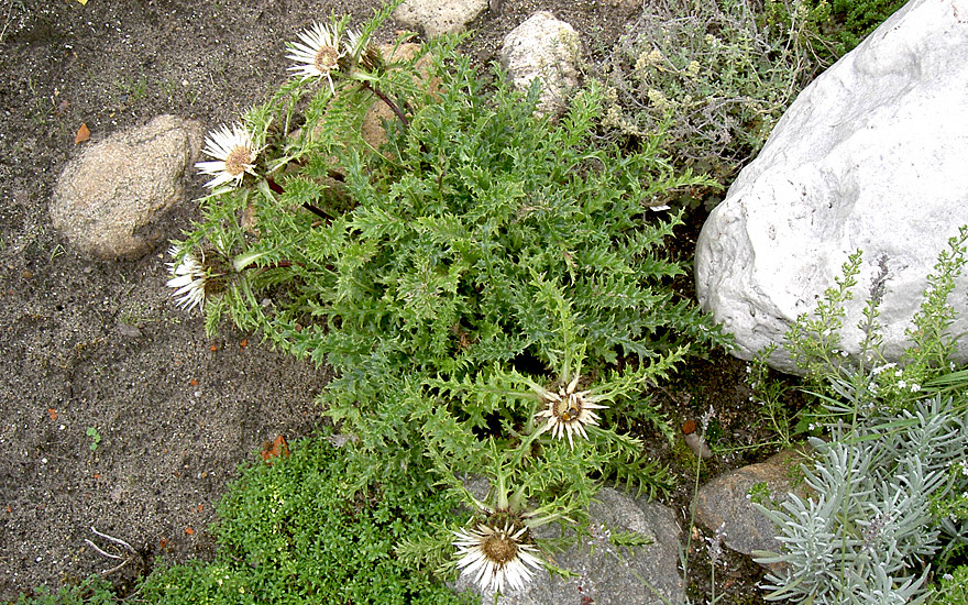 Silberdistel (Saatgut)