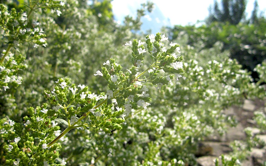 Griechischer Oregano, weiß (Pflanze)