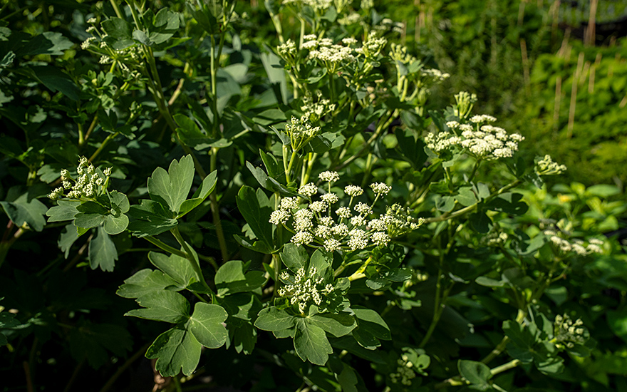 Japanischer Haarstrang, Chomeiso (Pflanze)