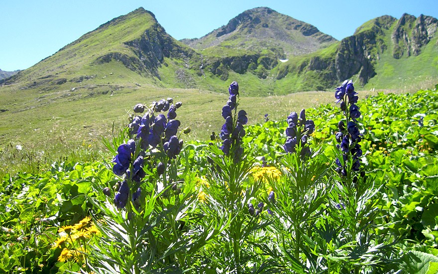 Blauer Eisenhut (Pflanze)