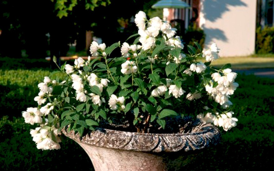 Pfeifenstrauch 'Little White Love'® (Pflanze)
