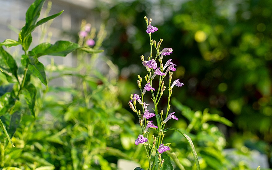 Justicia 'Puerto Rico' (Pflanze)