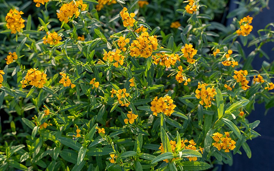 Yauhtli, Auslese (Pflanze)