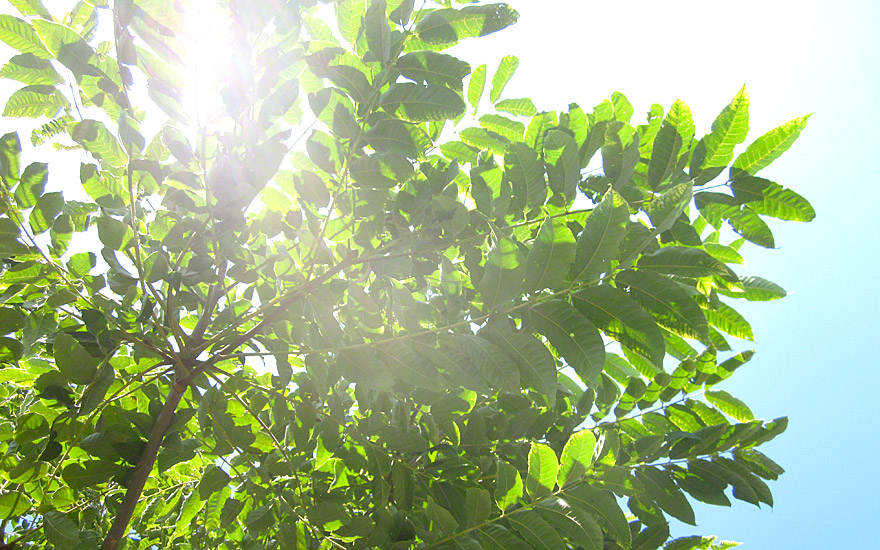 Chinesischer Gemüsebaum (Pflanze)