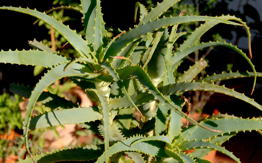 Baum-Aloe (Pflanze)